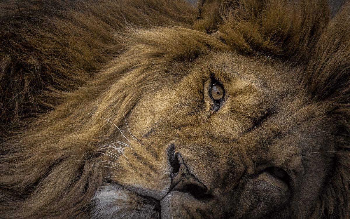 Olympus 75-300mm 1:4.8-6.7 II BLACK M.ZUIKO DIGITAL (EZ-M7530-2) Lense Micro FT V315040BW000 - Image 4