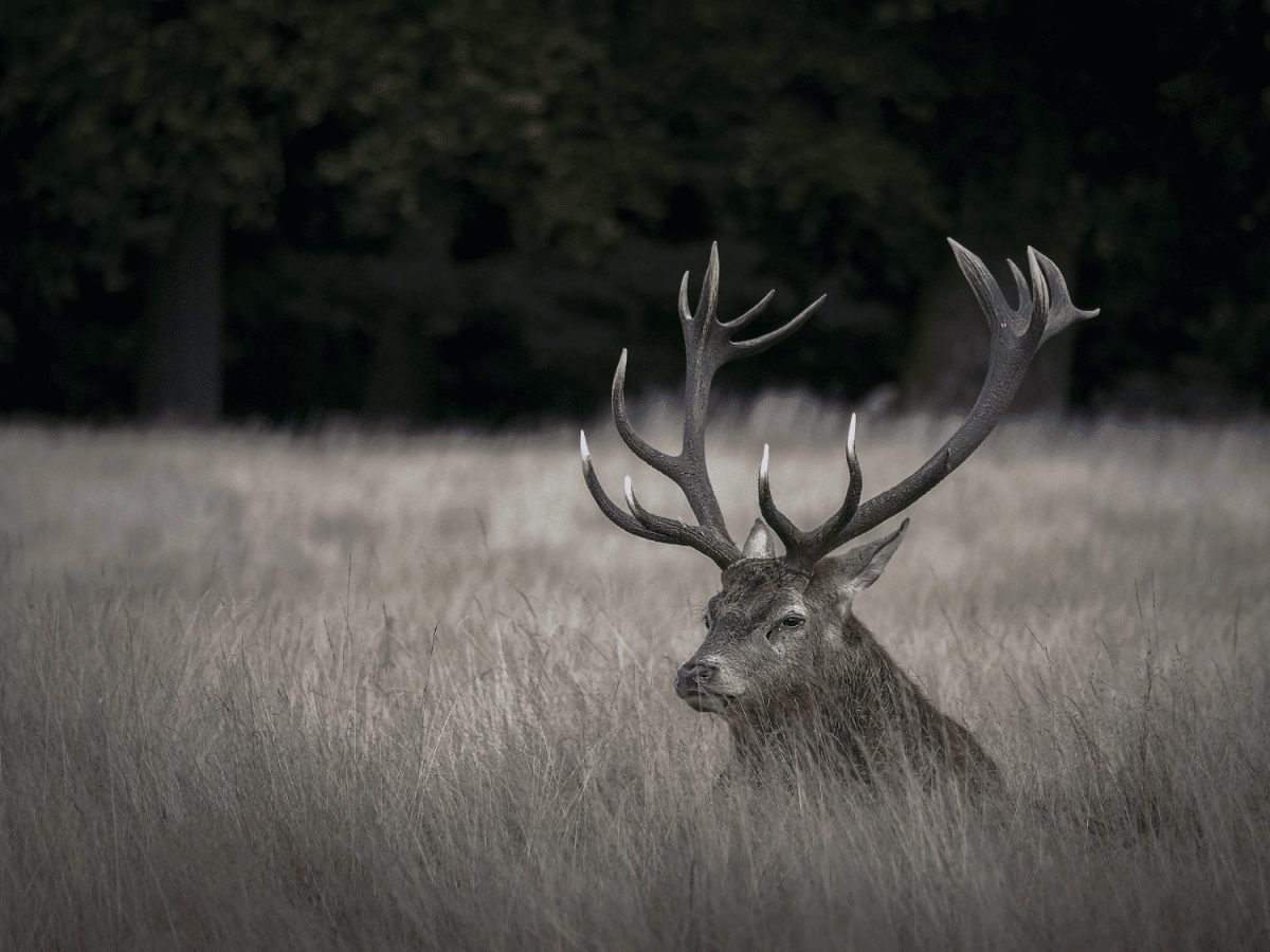 Olympus 75-300mm 1:4.8-6.7 II BLACK M.ZUIKO DIGITAL (EZ-M7530-2) Lense Micro FT V315040BW000 - Image 5